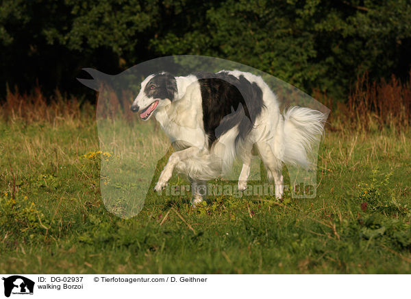 laufender Barsoi / walking Borzoi / DG-02937