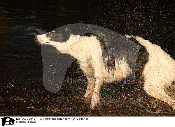 Barsoi schttelt sich / shaking Borzoi / DG-02942