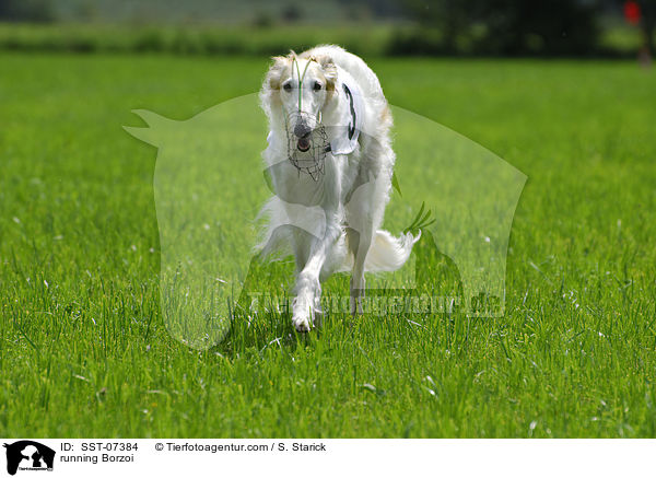 rennender Barsoi / running Borzoi / SST-07384