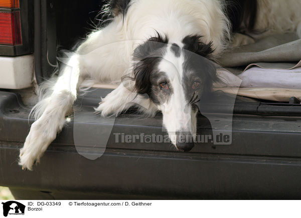 Barsoi / Borzoi / DG-03349