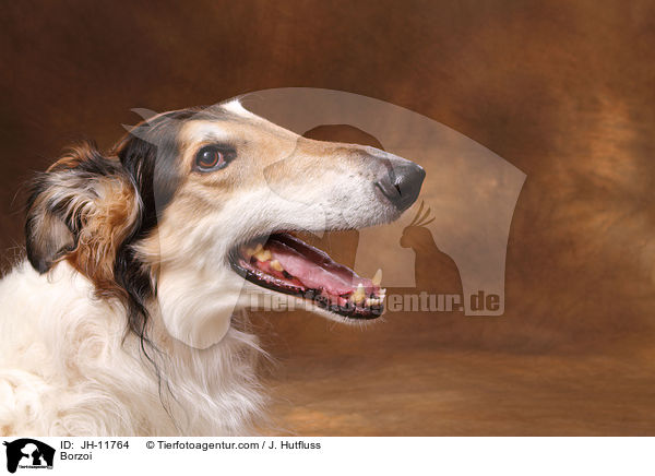 Barsoi / Borzoi / JH-11764