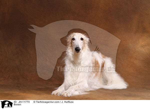 Barsoi / Borzoi / JH-11770