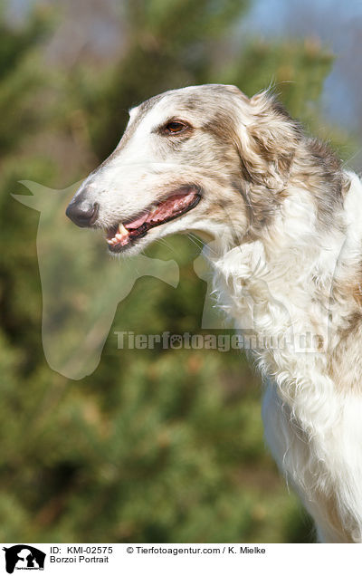 Barsoi Portrait / Borzoi Portrait / KMI-02575