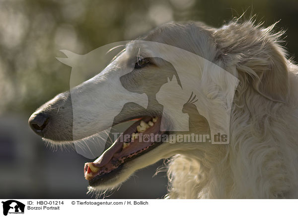 Barsoi Portrait / Borzoi Portrait / HBO-01214