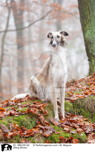 sitzender Barsoi / sitting Borzoi / MW-09142