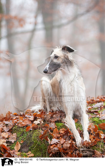 liegender Barsoi / lying Borzoi / MW-09146