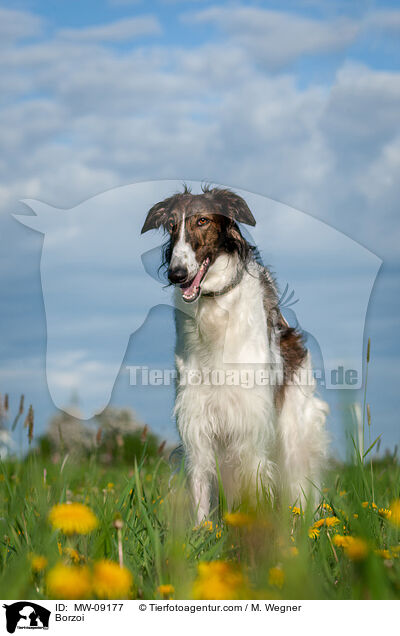 Barsoi / Borzoi / MW-09177