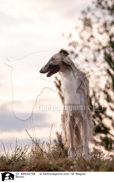 Barsoi / Borzoi / MW-09198