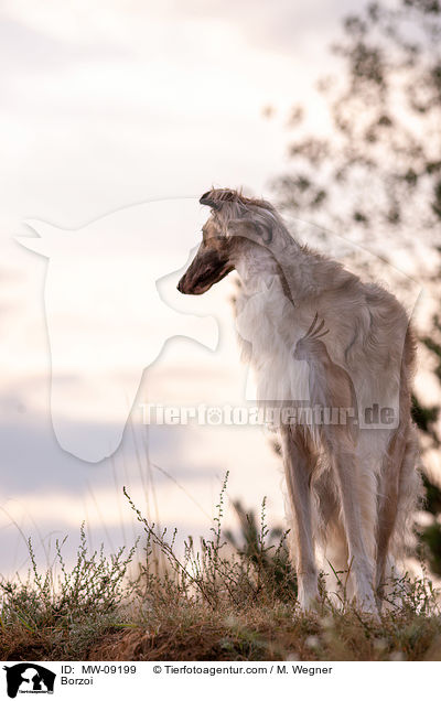 Barsoi / Borzoi / MW-09199