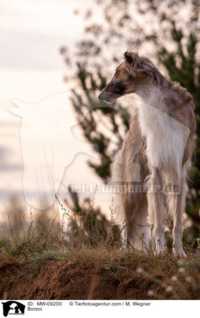 Barsoi / Borzoi / MW-09200