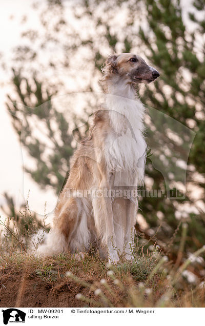 sitzender Barsoi / sitting Borzoi / MW-09201