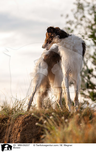 Barsoi / Borzoi / MW-09207