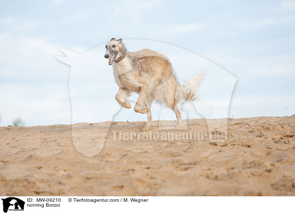 rennender Barsoi / running Borzoi / MW-09210