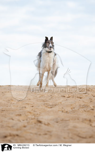 rennender Barsoi / running Borzoi / MW-09213