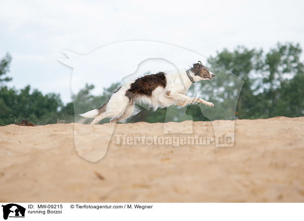 rennender Barsoi / running Borzoi / MW-09215