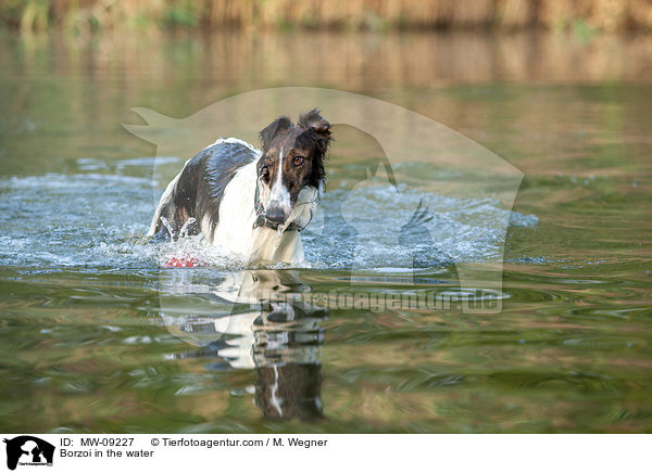 Barsoi im Wasser / Borzoi in the water / MW-09227