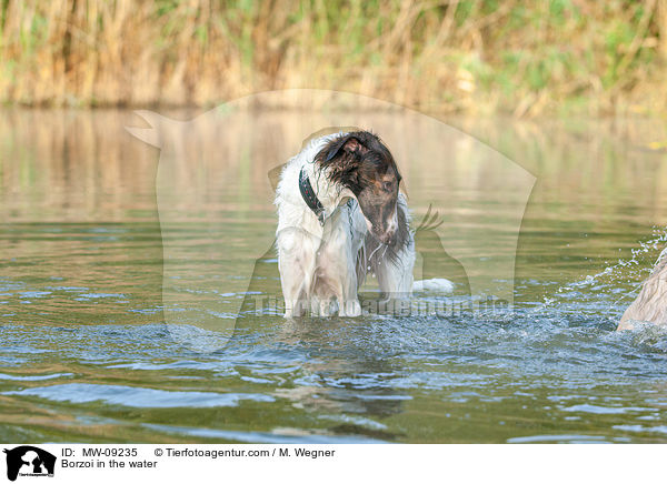 Barsoi im Wasser / Borzoi in the water / MW-09235