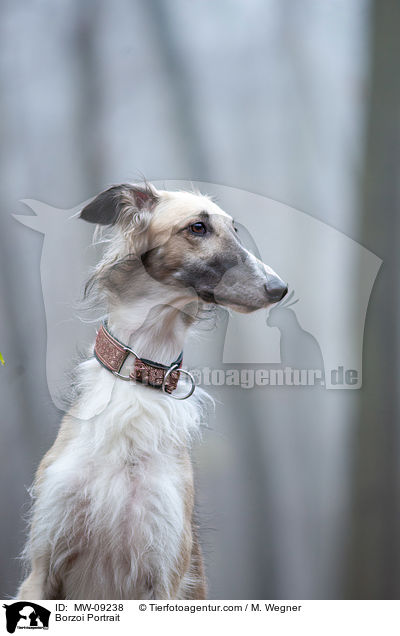 Barsoi Portrait / Borzoi Portrait / MW-09238