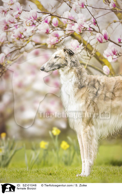 Barsoi Hndin / female Borzoi / SZ-01048