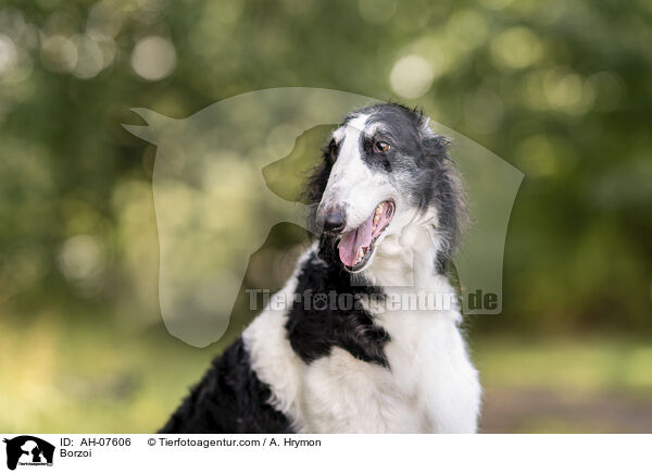 Barsoi / Borzoi / AH-07606