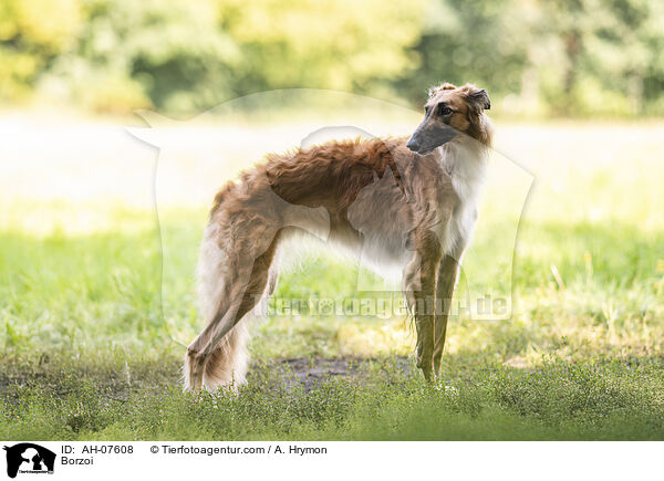 Barsoi / Borzoi / AH-07608