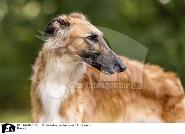 Barsoi / Borzoi / AH-07609