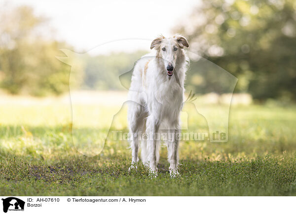 Barsoi / Borzoi / AH-07610