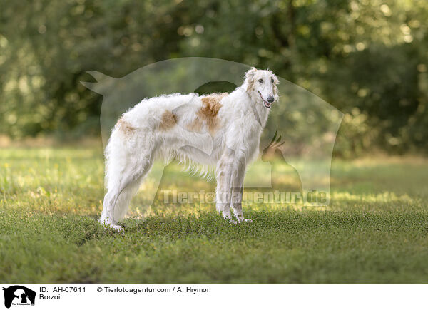 Barsoi / Borzoi / AH-07611