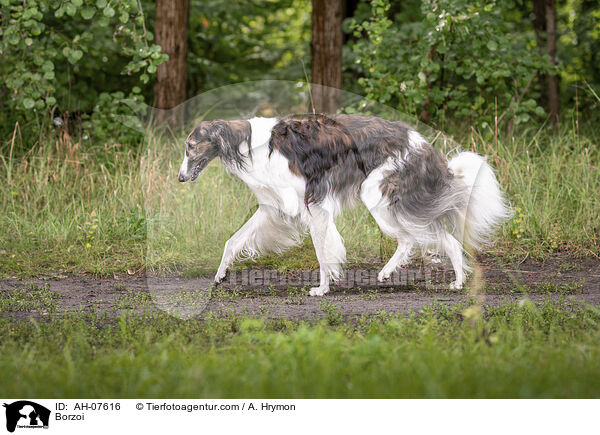 Barsoi / Borzoi / AH-07616