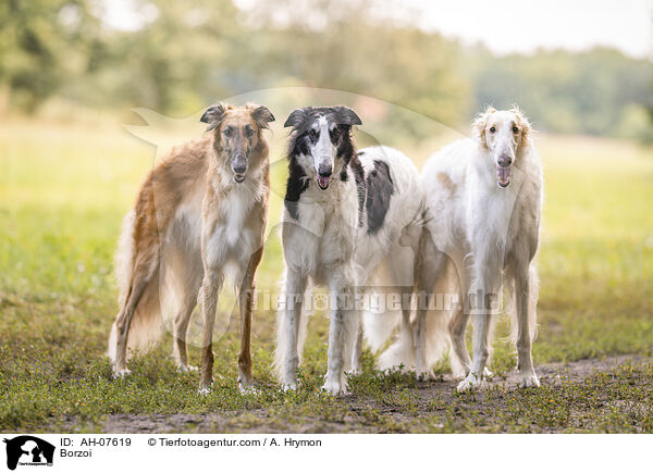 Barsoi / Borzoi / AH-07619