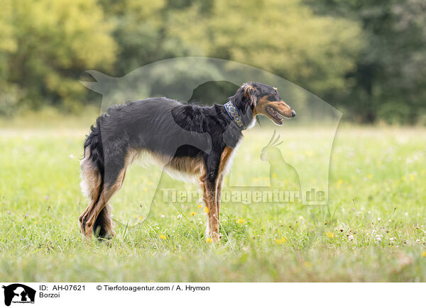 Barsoi / Borzoi / AH-07621