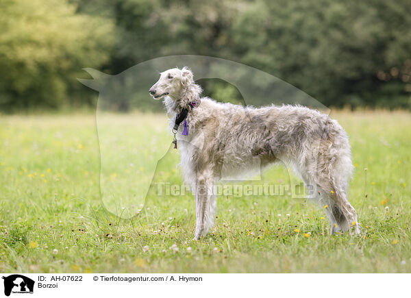 Barsoi / Borzoi / AH-07622