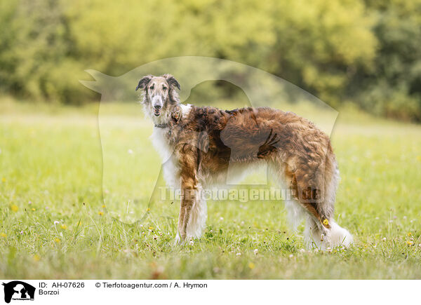 Barsoi / Borzoi / AH-07626