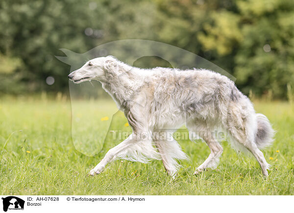 Barsoi / Borzoi / AH-07628