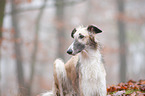 Borzoi Portrait