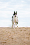 running Borzoi