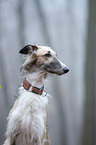 Borzoi Portrait