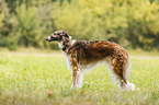 Borzoi