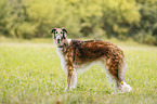 Borzoi