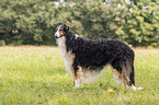 Borzoi