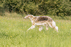 Borzoi