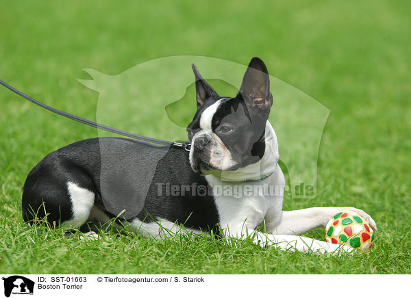 Boston Terrier / Boston Terrier / SST-01663