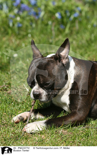 Boston Terrier / PM-03772