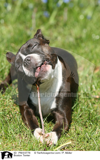 Boston Terrier / Boston Terrier / PM-03776