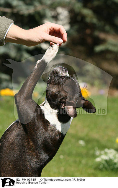 Boston Terrier macht Mnnchen / begging Boston Terrier / PM-03785