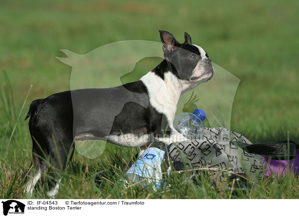 stehender Boston Terrier / standing Boston Terrier / IF-04543