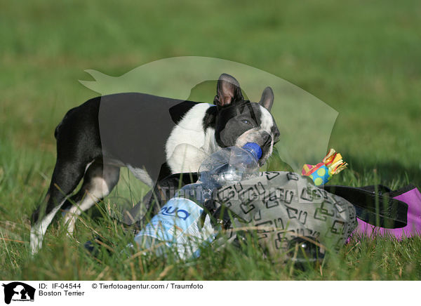 Boston Terrier kaut an Flasche / Boston Terrier / IF-04544