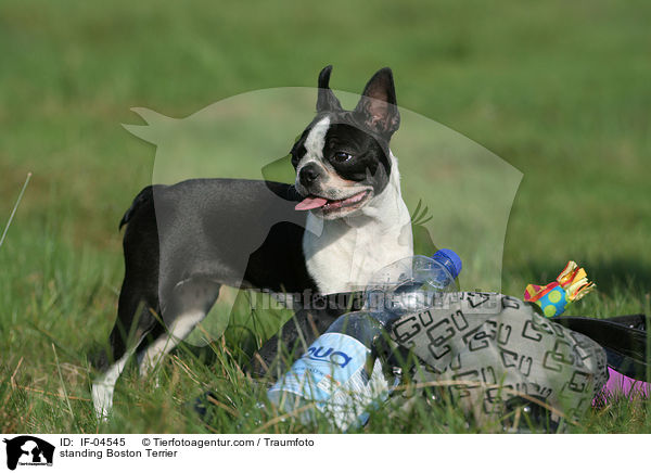 stehender Boston Terrier / standing Boston Terrier / IF-04545