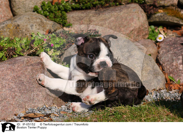 Boston Terrier Welpe / Boston Terrier Puppy / IF-05152