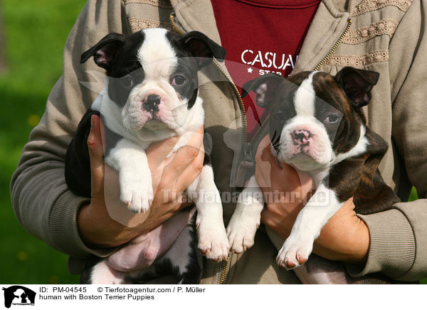 Mensch mit Boston Terrier Welpen / human with Boston Terrier Puppies / PM-04545